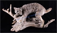 Montana Bobcat Trophy Full Mount on Wood Stand