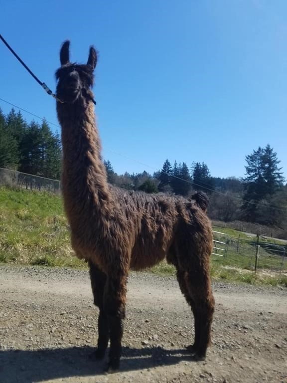 Cascade Llama Auction at Ag-fest