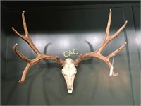 10pt Deer Skull Mount, 28" wide rack