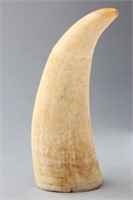 Early Whales Tooth,
