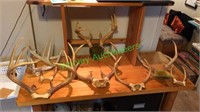 Five Whitetail antler mounts – includes sheds and