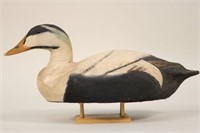 Ben Schmidt Centerline Mi, Pacific Eider Drake