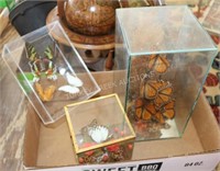 3 CUBED BUTTERFLY SPECIMENS