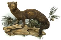 Stuffed & Mounted Mink