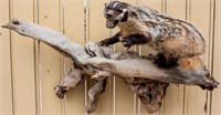 Taxidermy Full Mount American Badger on Driftwood
