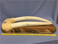 A huge walrus head mount, tusks are 32", overall l