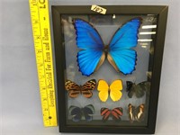 9.5 x 7.5" butterfly collection in display box