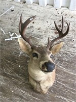 Mule deer head mount            (3)