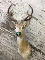 Axis deer head mount             (3)