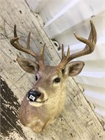 White tail deer head mount            (3)