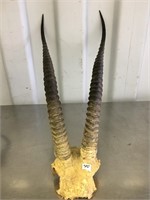 Partial skull Nyla horned African horned head moun