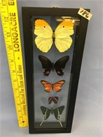 12.5 x 4.75" butterfly collection in display box