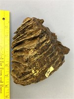 Mammoth tooth, 6 x 7"             (g 22)