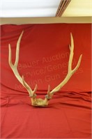 Large Elk Horns