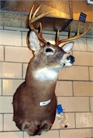 Vintage Large Taxidermy Deer 8 Pt Buck