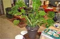 Large live plant
