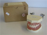 Kilgore/Nissin Dental Study Model in mint