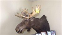 "George" Shiras moose from Jackson Hole, Wyoming