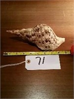 9" Long Conch Sea Shell