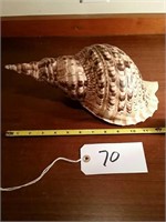 13" Long Conch Sea Shell