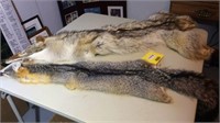 Fox and coyote pelts 2 TIMES THE MONEY