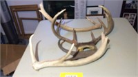 Assorted horns and antlers