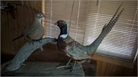 Rooster and Hen pheasant mount