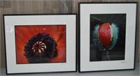 Floral Macro Photography Lot
