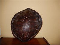 Genuine Tortoise Shell