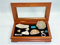 Wood Disply Box with Fossils & Shells