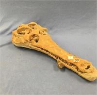 21" Ancient crocodile skull fossil    (a 7)
