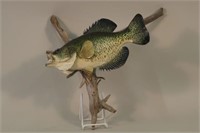 14.5" Crappie Hand Carved by William Sikkema of