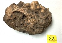LARGE FOSSIL