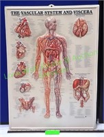 The Vascular System & Viscera Anatomical Chart