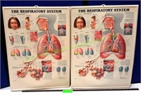 The Respirtory System Anatomical Chart