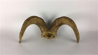 Set of real Ram horns