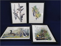 Audobon - Like Bird Prints- 4