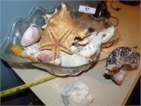 Sea Shells & Conches in a Bowl