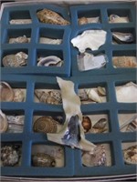 Tray of Specimen Sea Shells