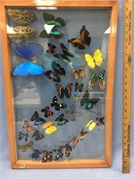 A fabulous framed butterfly collection in a displa