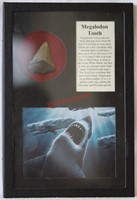 Megalodon Shark's Tooth in Display Case