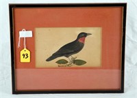 Small Antique Bird Print Hand Colored