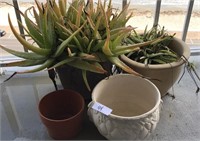 Lot of pots and plants
