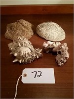 (2) Sea Shells, Coral, and (1) Sponge