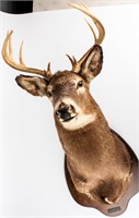 Taxidermy, Authentic 12-Point Buck Deer Head Mount