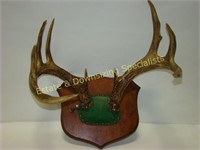 White Tail Deer Antler Mount with 1930's Tag