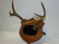 White Tail Deer Antler Mount with 1930's Tag