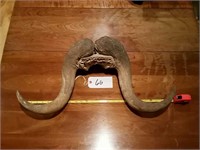 Muskox Horns and Skull Cap Horn Lengths Are