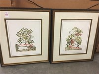 Pair of framed botanical prints