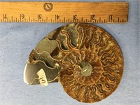 5.5" ammonite fossil     (2)